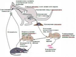 токсоплазмоз у кошек1