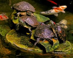 Условия содержания красноухих черепах