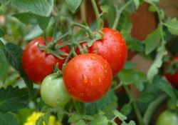 вершинная гниль плодов томата