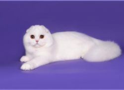 Шотландская кошка — описание породы