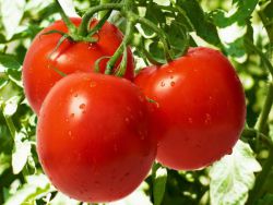 как получить хороший урожай помидор