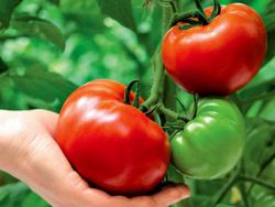 как вырастить хороший урожай помидор