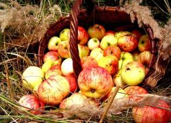Яблочный спас - история праздника 
