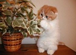 Ядовитые комнатные растения для кошек