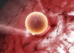 яйцеклетка после овуляции
