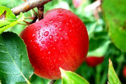 зачем прививать яблоню