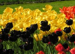 значение цвета тюльпанов 