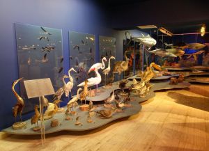 В музее Морской жизни Айя-Напы