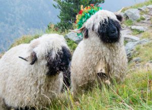 Украшение овец в день спуска с пастбищ
