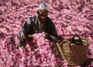 Праздник роз в Марокко