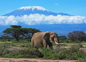Заповедник Килиманджаро