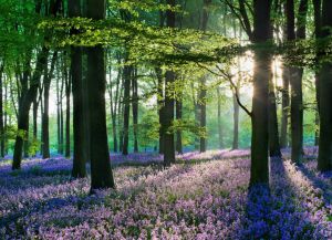 Буковый лес в Бельгии