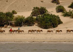 Экскурсии на верблюдах по острову Ламу
