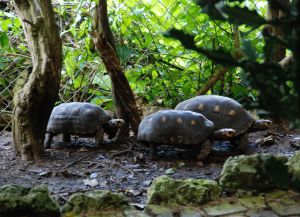 Красноногие черепахи в заповеднике дикой природы