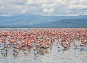Популяция розовых фламинго