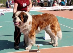 Самая тяжелая собака в мире1