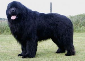 Самая тяжелая собака в мире2