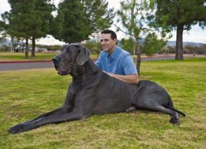 Самая тяжелая собака в мире4