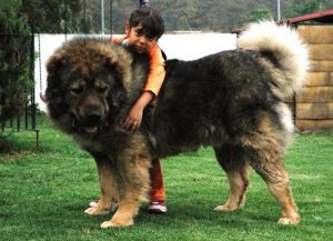 Самая крупная собака в мире3