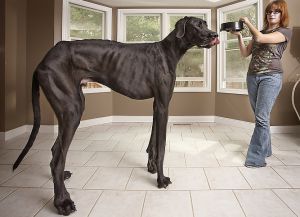 Самая крупная собака в мире5