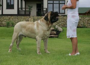 Самая крупная собака в мире6