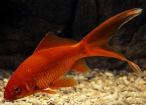 Золотые аквариумные рыбки – виды1