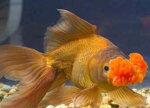 Золотые аквариумные рыбки – виды10