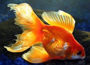 Золотые аквариумные рыбки – виды2