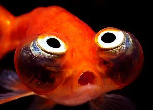 Золотые аквариумные рыбки – виды3