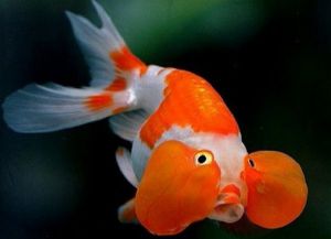 Золотые аквариумные рыбки – виды4