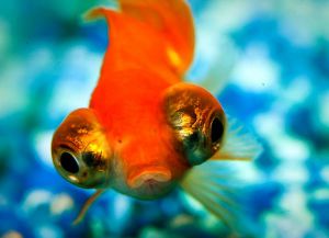 Золотые аквариумные рыбки – виды5