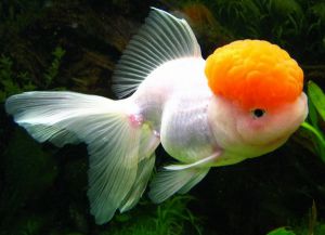 Золотые аквариумные рыбки – виды6