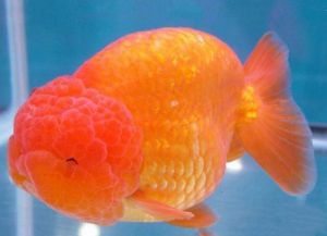 Золотые аквариумные рыбки – виды8