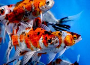 Золотые аквариумные рыбки – виды9