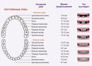 молочные зубы у детей схема 3
