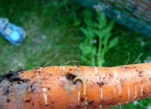 морковная муха и борьба с ней