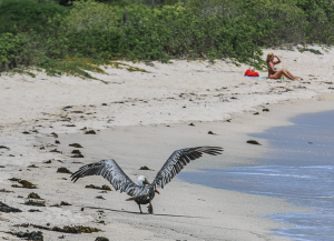 Лоберия - пеликан на пляже