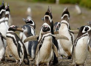 Магелановы пингвины