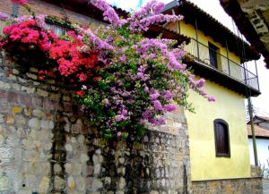 Дома города украшены цветами