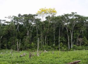 Девственные леса в парке Айапауайо Мишана