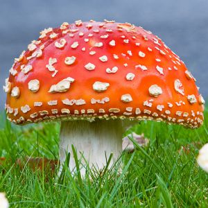 Правила сбора грибов для детей 11