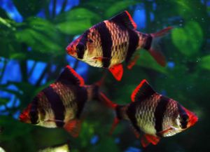 Самые неприхотливые аквариумные рыбки14