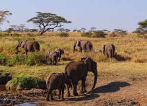 Семейство слонов