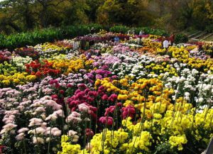 Ботанический сад в Крыму3