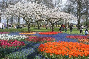 Когда в Голландии цветут тюльпаны6