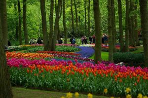 Когда в Голландии цветут тюльпаны7