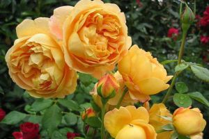 Пионовидные розы4