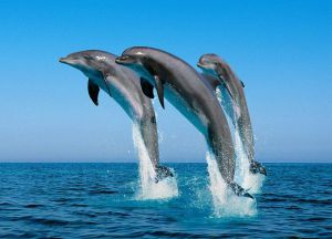 Дельфины в морском парке