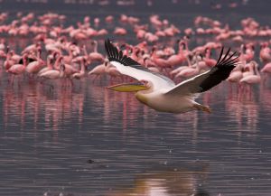 Обитатели берегов озера - фламинго и пеликаны