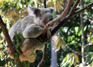 Вот такая милая коала проживает в Заповеднике Каррамбин